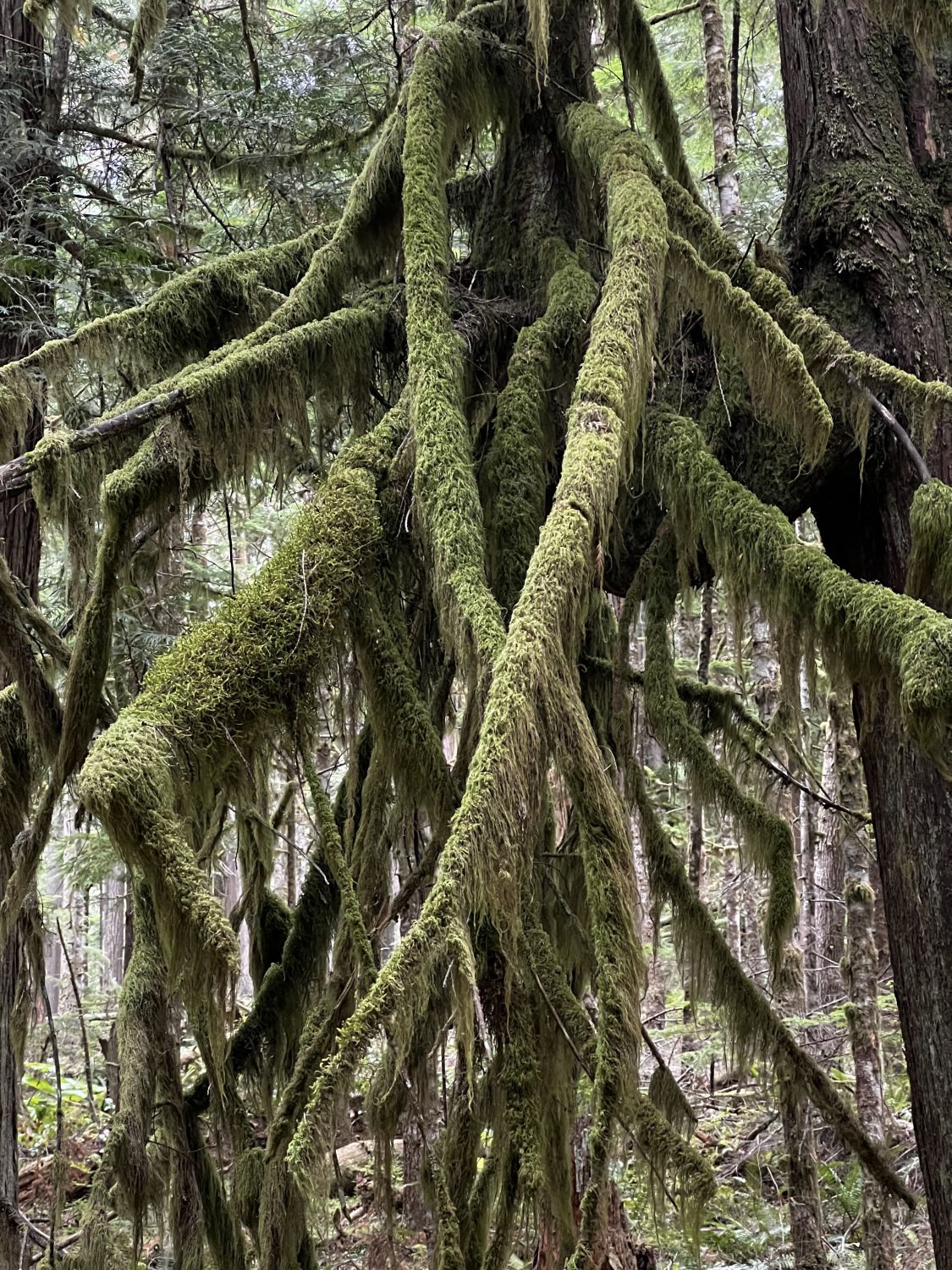 Olympic NP 